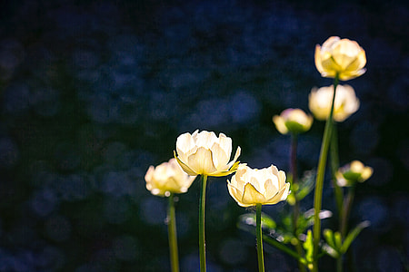 selective focus photography of white tulip flowers