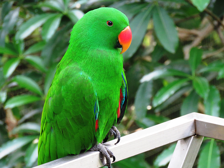 close-up photography of male eclectus parrot