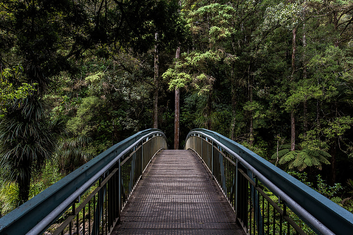 empty footbridge leading to a thick forest