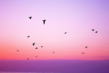 silhouette of flock of birds