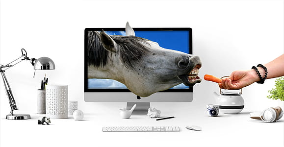 photo of gray horse head on computer
