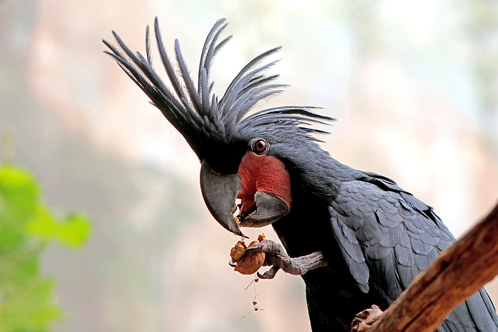 black cockatoo on brown wooden branch