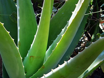 closeup photo of green aloe vera plant