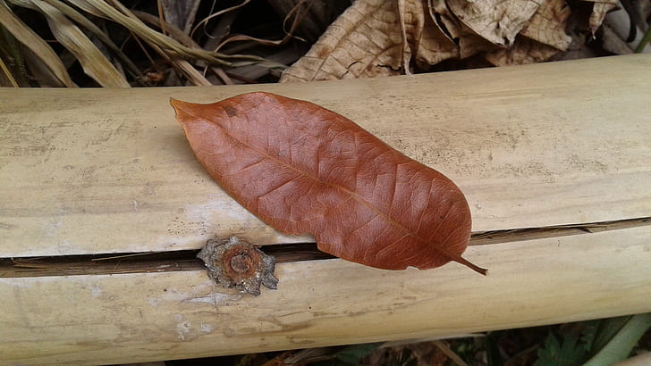 Brown Leaf on Brown Bamboo