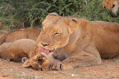 adult lioness and cub playing during daytime