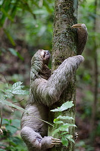 sloth climbing tree