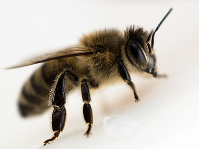 honeybee closeup photography