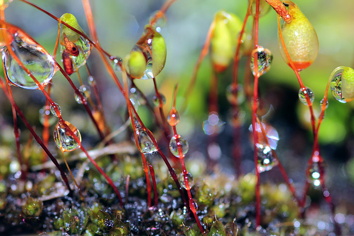 close up photography of water drops on plants