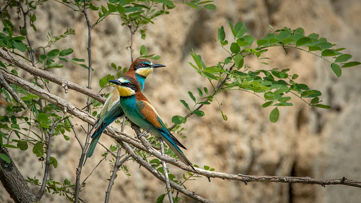 two multicolored birds on tree branch