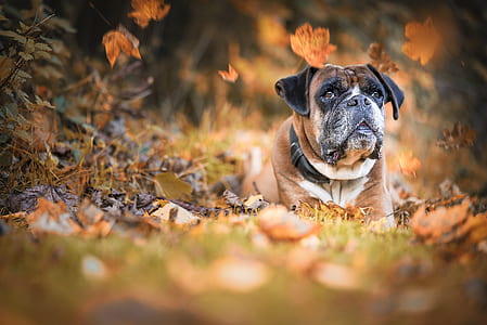 shallow focus photography of brown dog lying on grass