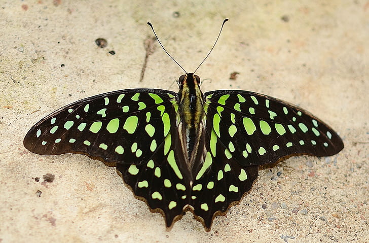 green and black spotted butterfly on beige sand