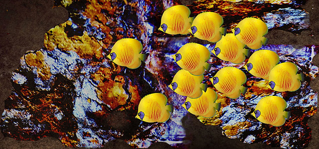 school of yellow fish