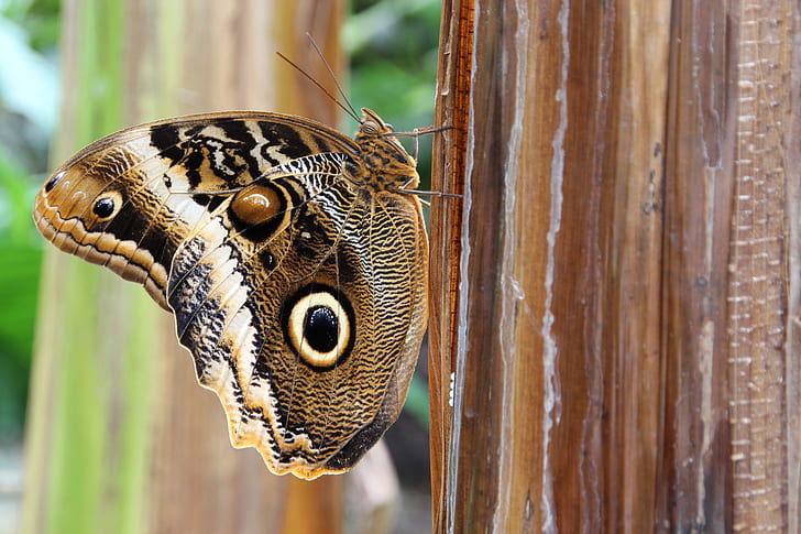 closeup photo of black, white, and brown butterflyy