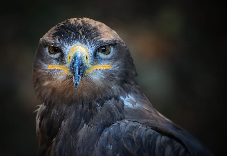 photo of gray eagle