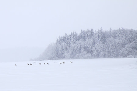 group of animal running on snow photo