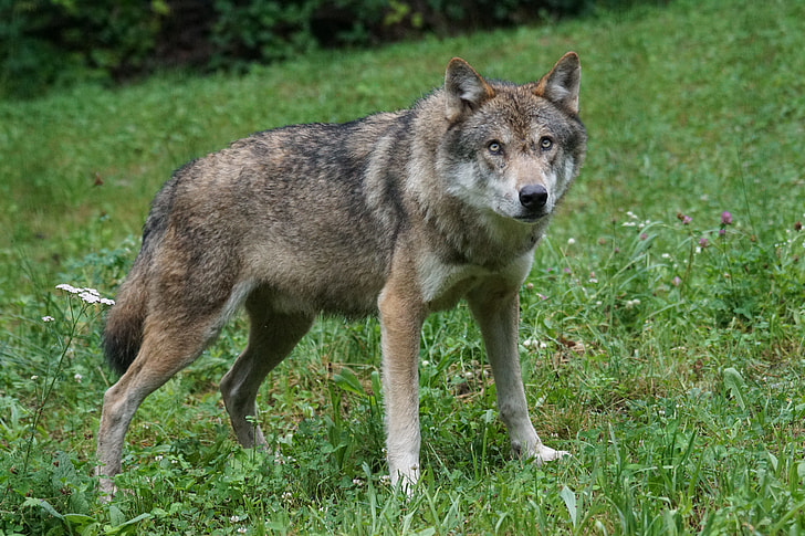 photo of brown wolf on green grass