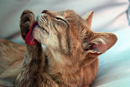 closeup photo of brown cat licking its paw