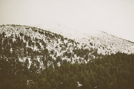 trees on mountain covered with snow during daytime