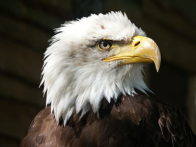 bald eagle illustration