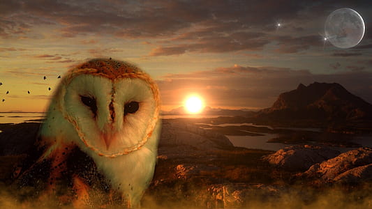 edited photo of white and brown owl