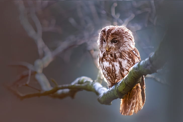 brown owl on tree bark