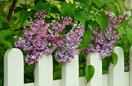 purple lilacs on top of white fence at daytime