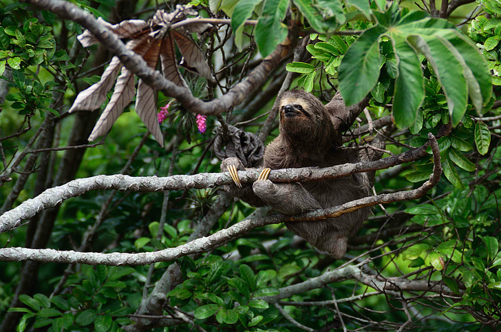 Sloth on green tree