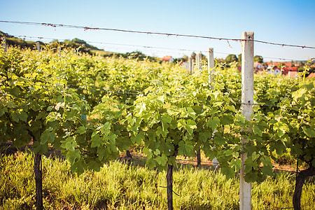 Rows of Young Grape Vines