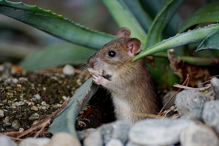 brown mouse beside green plant