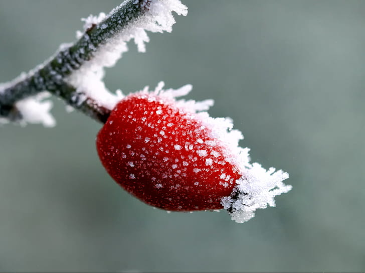 selective photography of red fruit covered with snow