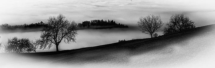 greyscale photo of trees and fogs