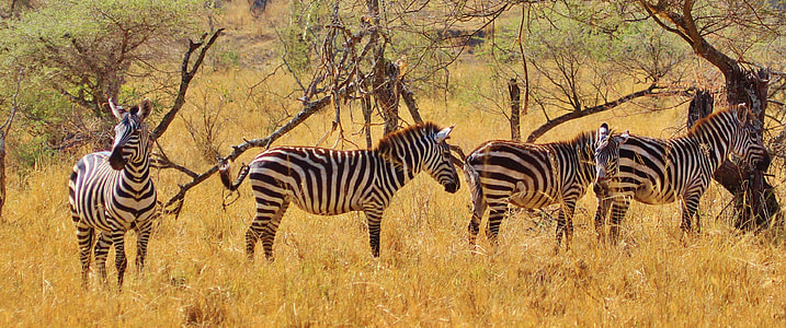 four zebras at daytime