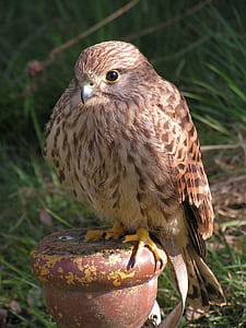 brown bird perching on brown metal
