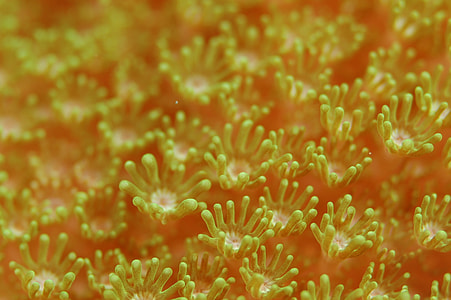 closeup photo of green and orange plants