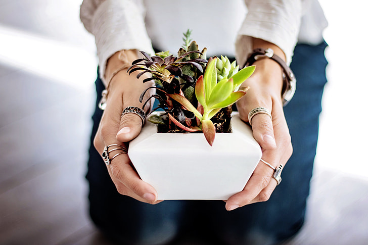 person holding a white ceramic flower pot with succulents
