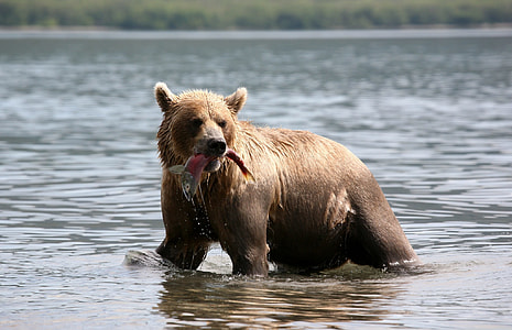 Grizzly bear biting fish on body of water