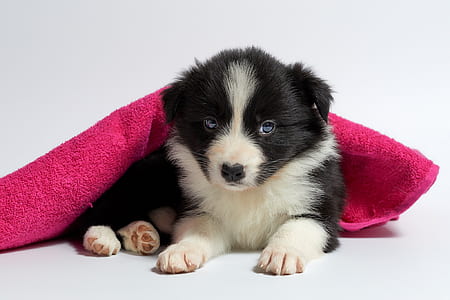 short-coated black and white puppy