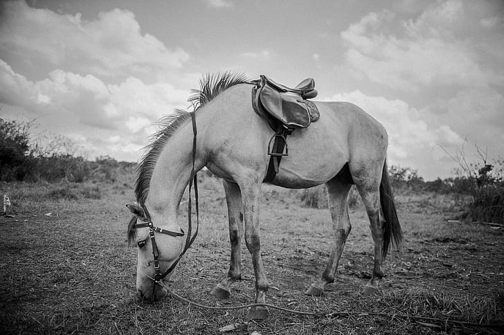 grayscale photograph of horse