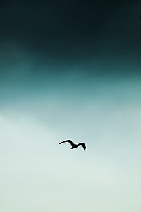 silhouette bird flying at the sky