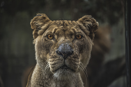 lioness close up photo during daytime