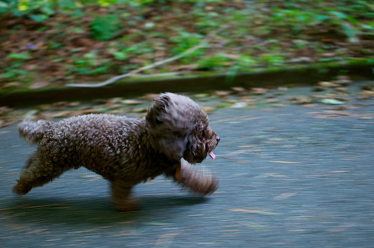 brown short coated puppy running on the street during daytime