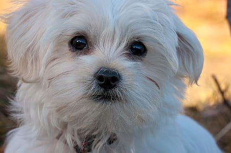 white Maltese puppy close-up photo during daytime