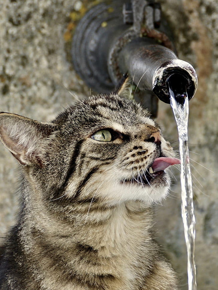 tabby cat drinking water