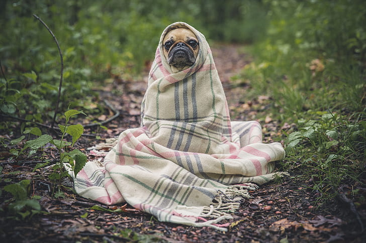 shallow focus photography of fawn Pug wrapped of white textile