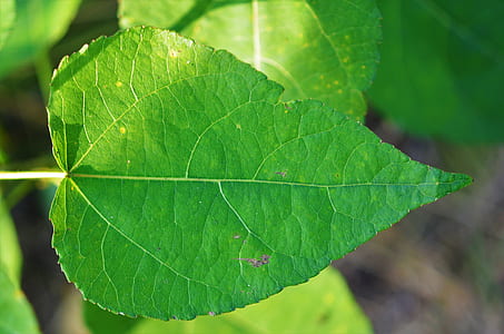 shallow focus photo of green leaf