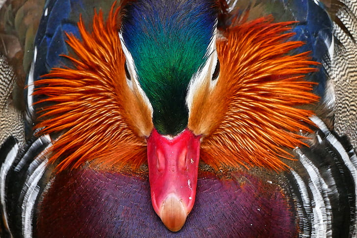 orange, blue, and red duck painting