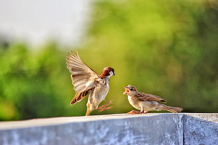 Selective Focus of Two Birds on Concrete Beam