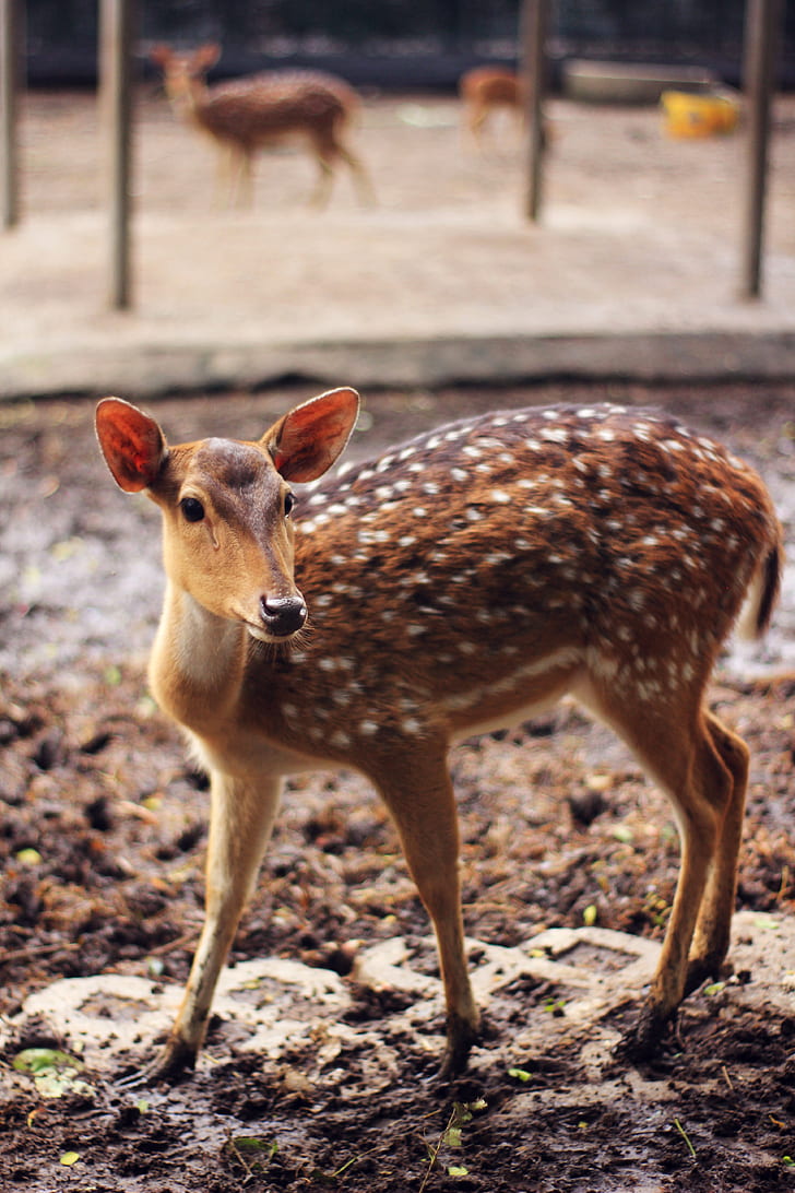 Brown and White Spotted Deer