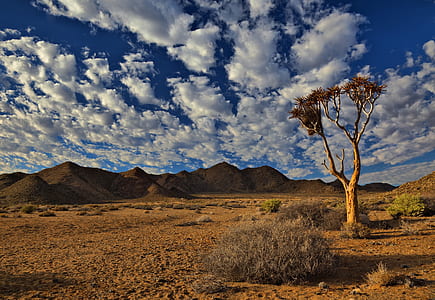 brown bare tree in dessert photogrpahy