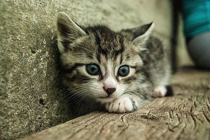 Royalty-Free photo: Shallow focus photography of silver Tabby kitten ...